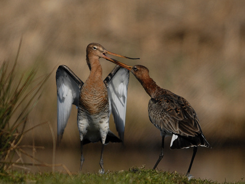 Black-Tailed Godwit