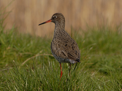 Common Redshank, Tringa totanus