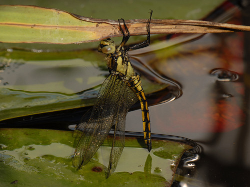 Black-tailed Skimmer Orthetrum cancellatum - Young Male