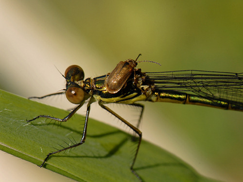 Willow Emerald Damselfly, Lestes viridis