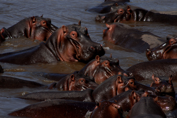 Hippo Pool