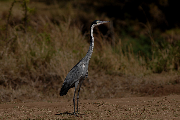 Black-Headed Heron