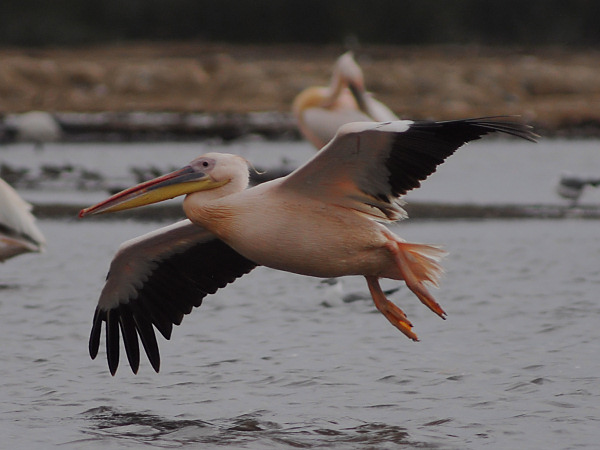 Great White Pelican, Pelecanus onocrotalus