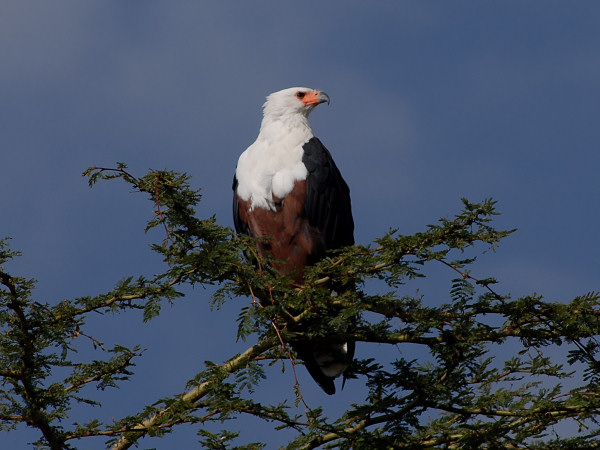 African Fish-Eagle
