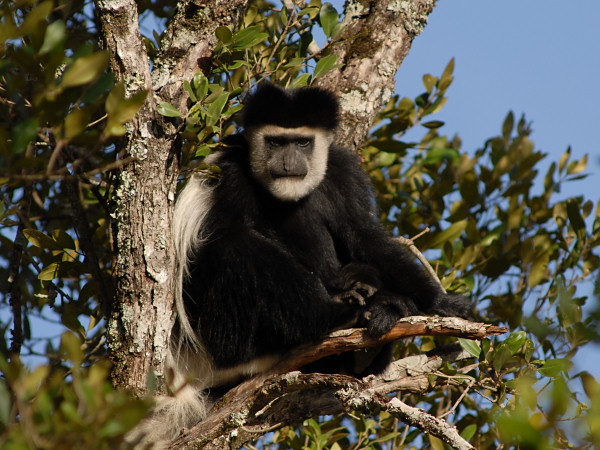 Black and White Colobus