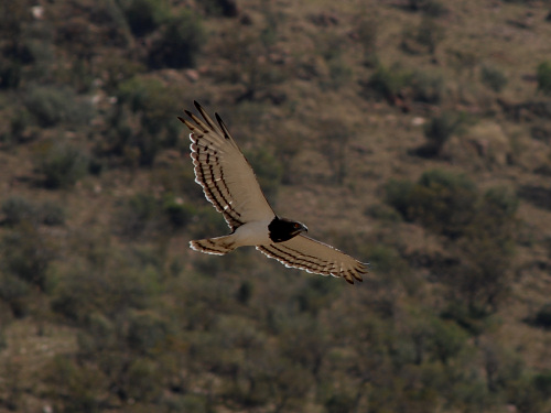 Black-Chested Snake-Eagle