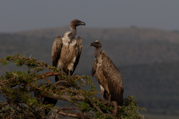 Whitebacked Vulture, Gyps africanus