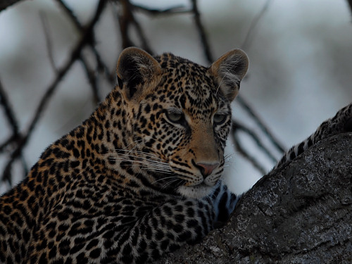 Leopard, Panthera pardus