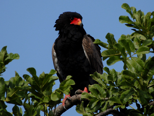 Bateleur