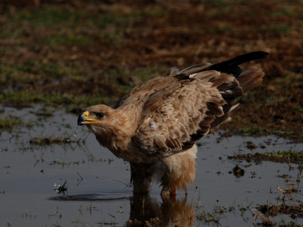 Tawny Eagle, Aquila rapax