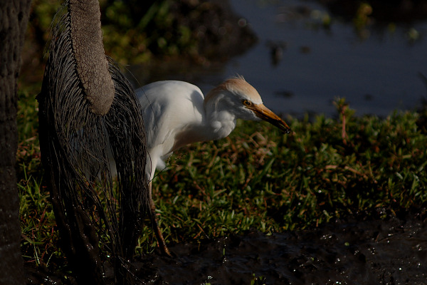 Cattle Egret, Bubulcus ibis