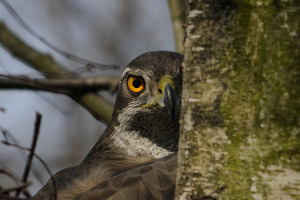 Northern Goshawk