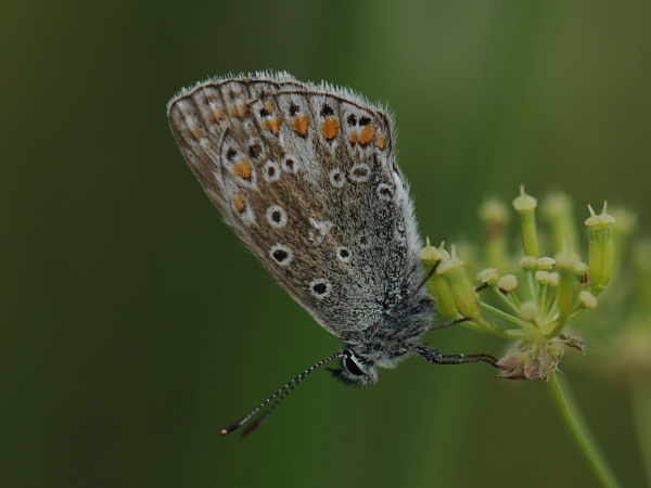 Adonis Blue - Lysandra bellargus