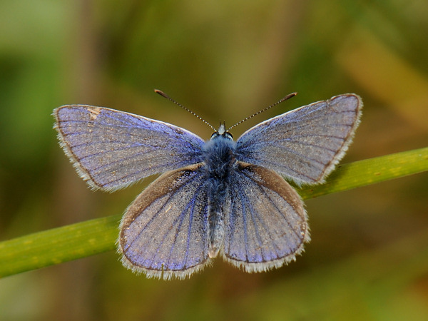 Adonis Blue - Lysandra bellargus