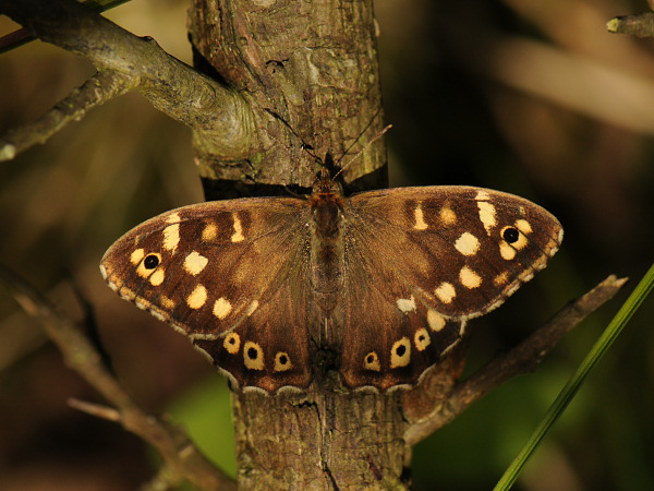 Speckled Wood - Pararge aegeria