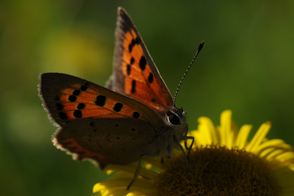 Small Copper, Lycaena phlaeas