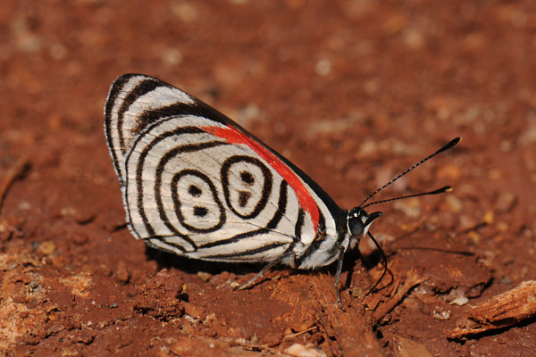Neglected eighty-eight, Diaethria neglecta