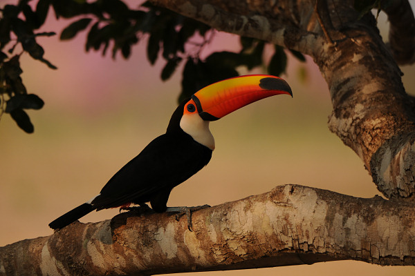 Toco Toucan