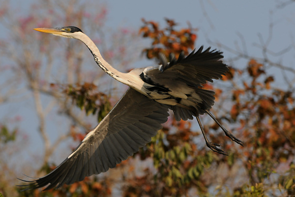 Cocoi Heron