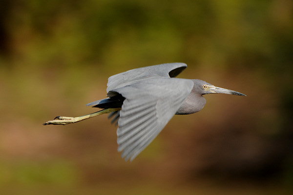 Little Blue Heron, Egretta caerulea