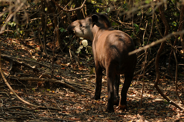 Tapir