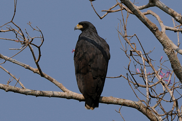 Great Black Hawk