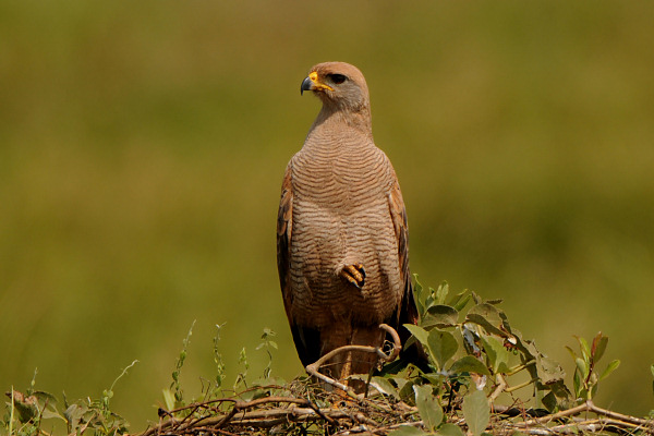 Savanna Hawk
