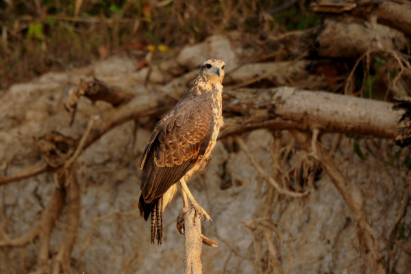Juvenile Snail Kite