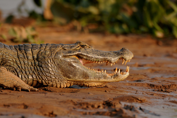 Spectacled Caiman