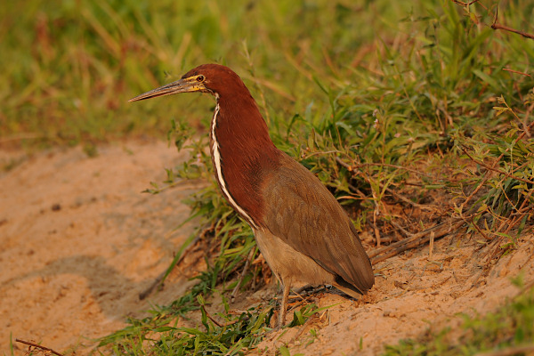 Rufecent Tiger Heron