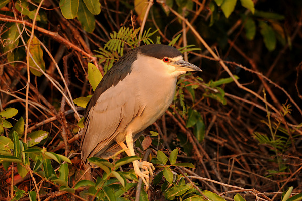 Black-Crowned Night-Heron