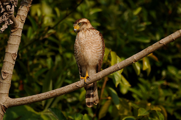 Roadside Hawk