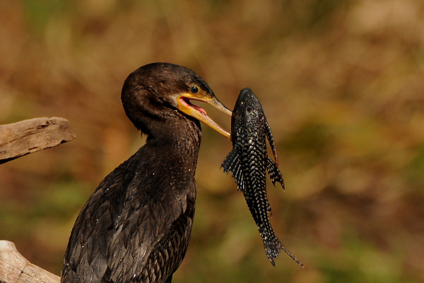 Neotropical Cormorant
