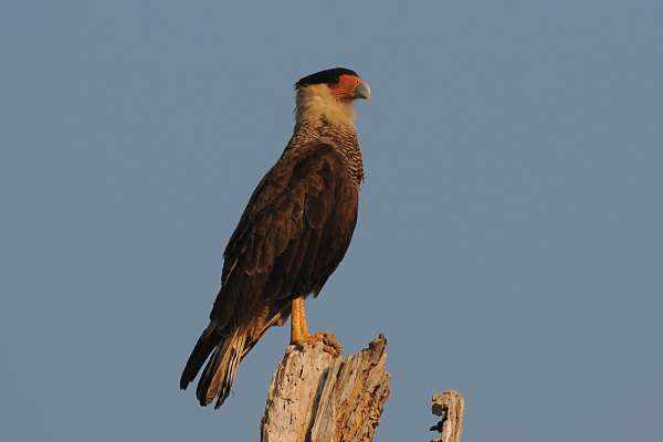 Crested Caracara