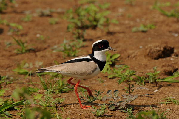 Pied Lapwing