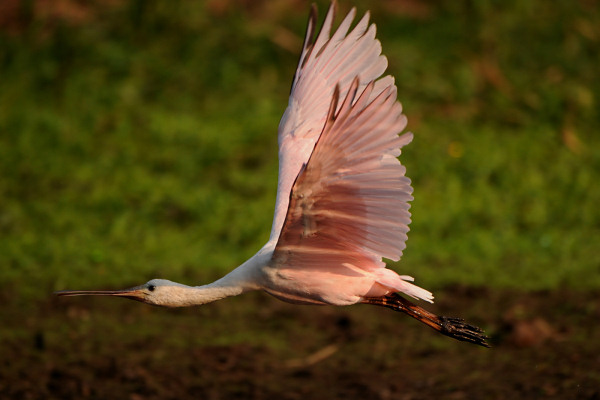 Roseate Spoonbill