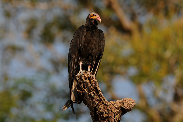 Lesser Yellow-headed Vulture Cathartes burrovianus