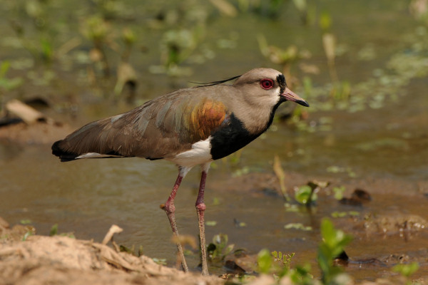 Southern Lapwing