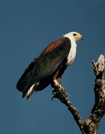 African Fish Eagle, Haliaeetus vocifer