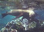 Gal�pagos Sea Lion, Zalophus californianus