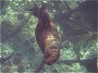 Gal�pagos Sea Lion, Zalophus californianus