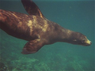 Gal�pagos Sea Lion, Zalophus californianus