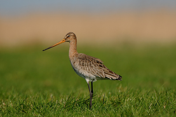 Black-Tailed Godwit
