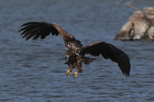 White-Tailed Eagle