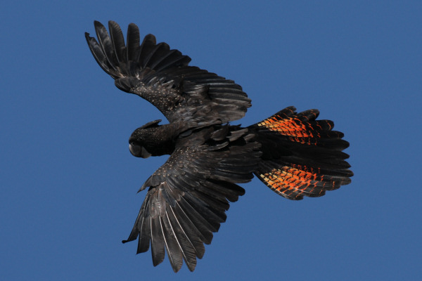 Red-Tailed Black Cockatoo