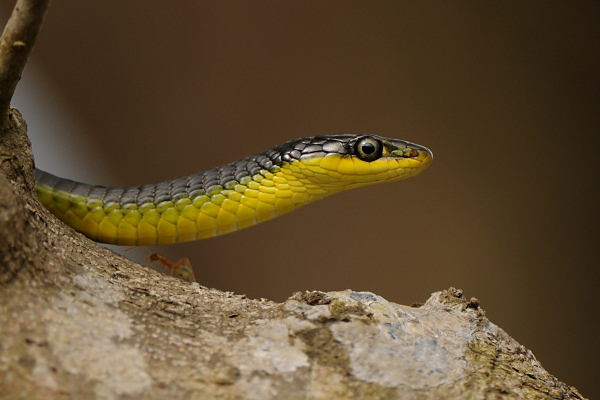 Green Tree Snake