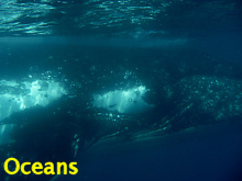 Click and visit the underwater world.