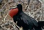 Magnificent Frigate Bird, Fregata magnificens