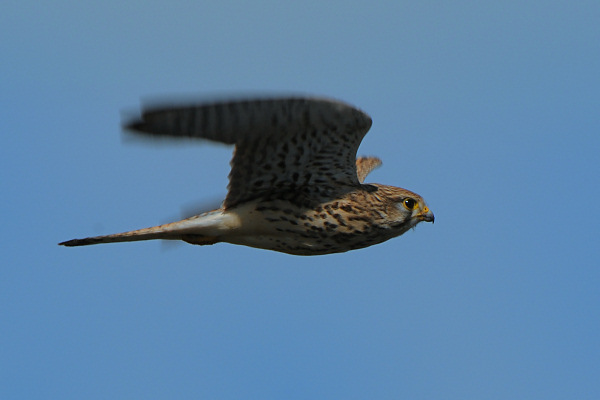 Common Kestrel Female