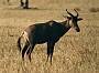Tsessebe, Damaliscus lunatus